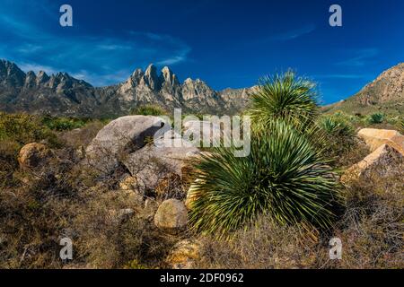 Paesaggio del deserto di Chihuahuan vicino al Campground di Aguirre Springs, al Monumento Nazionale delle Montagne Organ-Desert Peaks, New Mexico, USA Foto Stock