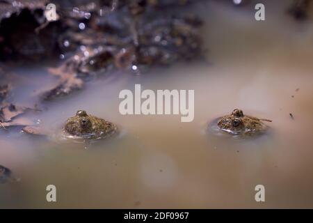 Due rane in acqua Foto Stock