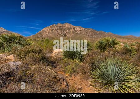 Paesaggio del deserto di Chihuahuan vicino al Campground di Aguirre Springs, al Monumento Nazionale delle Montagne Organ-Desert Peaks, New Mexico, USA Foto Stock