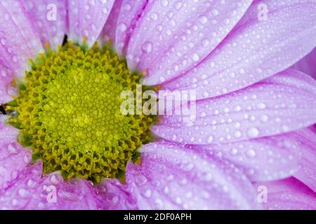 Closeup macro di un Crisantemo rosa con gocce d'acqua Foto Stock