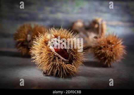 Macro primo piano Foto della castagna che guarda fuori dalla guaina di Prickly. Uno in Focus altri sfocato. Presa su sfondo di acciaio Foto Stock