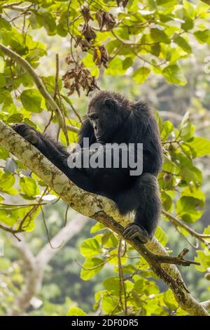 Chimpanzee comune ( Pan troglodytes schweinfurtii) rilassarsi in un albero, Kyambura Gorge, Queen Elizabeth National Park, Uganda. Foto Stock