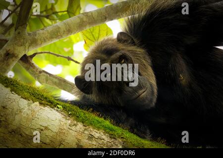 Chimpanzee comune ( Pan troglodytes schweinfurtii) rilassarsi in un albero, Kyambura Gorge, Queen Elizabeth National Park, Uganda. Foto Stock