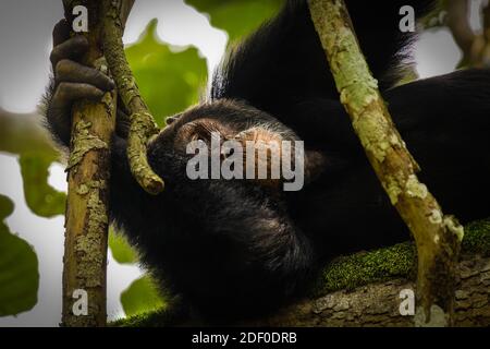 Chimpanzee comune ( Pan troglodytes schweinfurtii) rilassarsi in un albero, Kyambura Gorge, Queen Elizabeth National Park, Uganda. Foto Stock