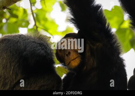 Chimpanzee comune ( Pan troglodytes schweinfurtii) rilassarsi in un albero, Kyambura Gorge, Queen Elizabeth National Park, Uganda. Foto Stock