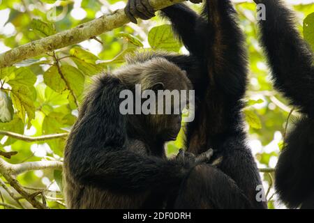 Chimpanzee comune ( Pan troglodytes schweinfurtii) rilassarsi in un albero, Kyambura Gorge, Queen Elizabeth National Park, Uganda. Foto Stock