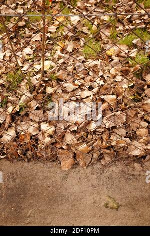 Un'immagine verticale di foglie marroni dietro un incrocio di ferro recinzione Foto Stock