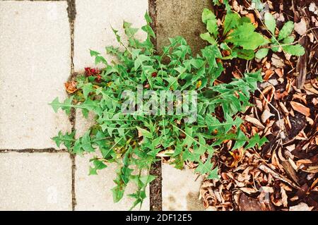 Una vista dall'alto di una pianta di dente di leone che cresce tra cemento blocca spazi Foto Stock