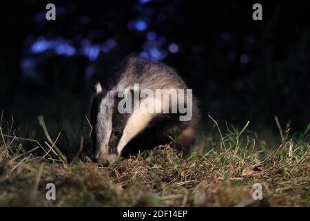 Il tasso europeo, noto anche come tasso eurasiatico, è una specie di tasso appartenente alla famiglia dei Mustelidae, originaria di quasi tutta Europa. Foto Stock