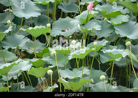 Piante di loto in fiore in un lago al Palazzo d'Estate a Pechino, Cina Foto Stock