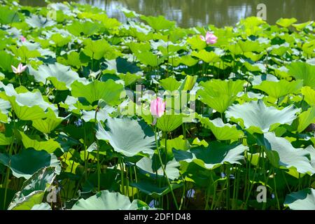 Piante di loto in fiore in un lago al Palazzo d'Estate a Pechino, Cina Foto Stock