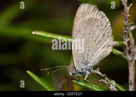 Erba Butterfly comune (Zizina labradus) Foto Stock