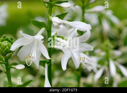 Un primo piano di un picco di fiori di ostia che mostrano chiaramente i loro petali, stigma e resistenza, in un parco a Pechino, Cina Foto Stock