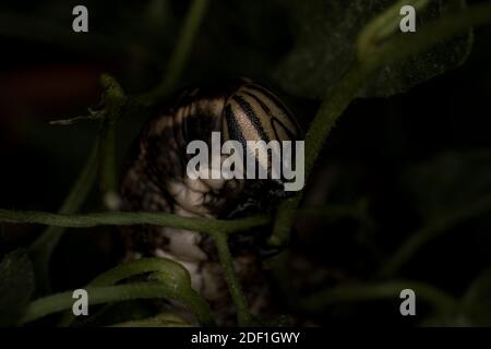 Convolvulus falco-falce larva caterpillar mangiare una foglia, macro estrema Foto Stock