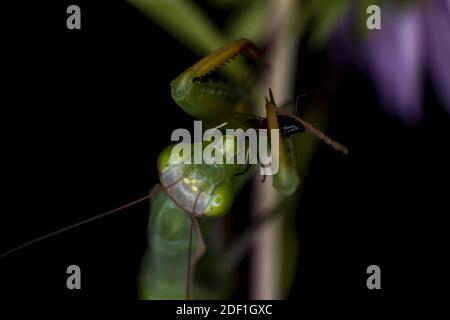 Macro estrema, una mantis verde in preghiera sta mangiando una mosca viva Foto Stock