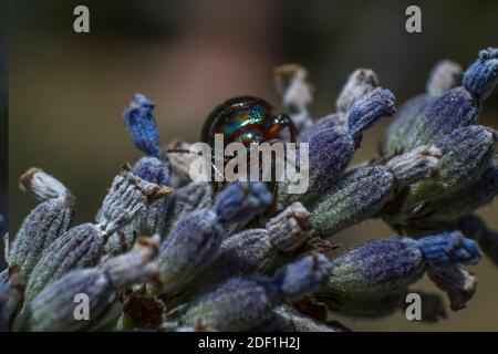 Gioiello bug dello schermo metallico di bug Foto Stock