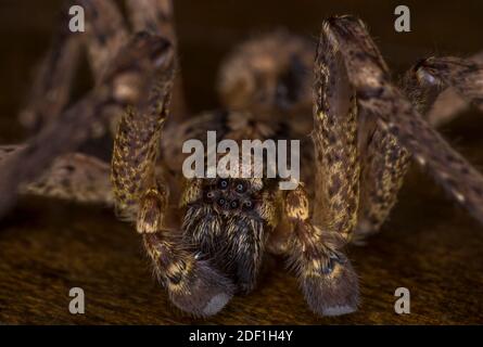 Macro estrema su un spaventoso fienile imbuto Weaver casa ragno primo piano Foto Stock