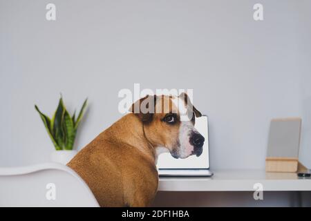 Il cane è seduto di fronte al computer portatile alla scrivania di casa. lavoro da casa, telelavoro, isolamento e soggiorno a casa Foto Stock