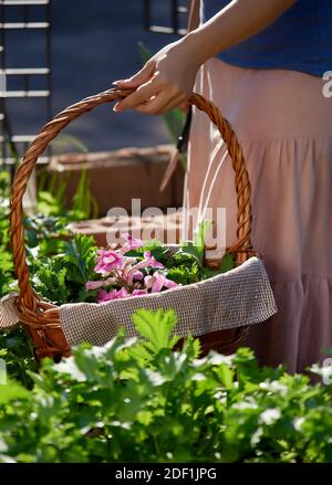Vista tagliata mano di donna che tiene un cesto di fiori e verdura Foto Stock