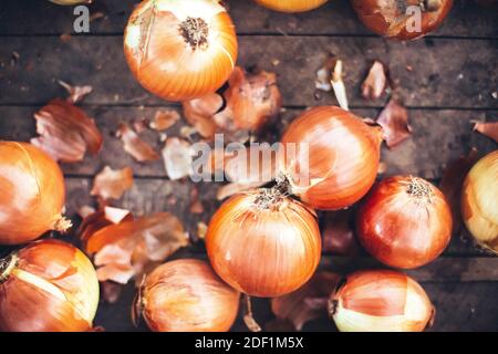 cipolle dal giardino dopo essere state raccolte di recente Foto Stock