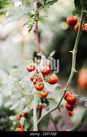 pomodori ciliegini rossi che crescono in giardino Foto Stock