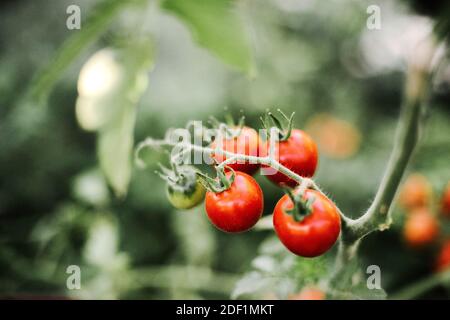 pomodori ciliegini rossi che crescono in giardino Foto Stock