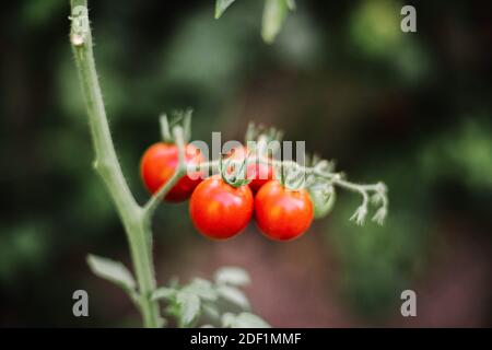 pomodori ciliegini rossi che crescono in giardino Foto Stock