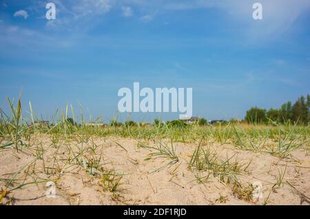 Alcune macchie di erba che cresce sulla sabbia Foto Stock