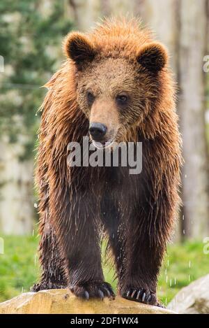 Orso bruno - Ours brun allo Zooparc di Beauval a Saint-Aignan-sur-Cher, Francia il 27 gennaio 2020. Foto di Nasser Berzane/ABACAPRESS.COM Foto Stock