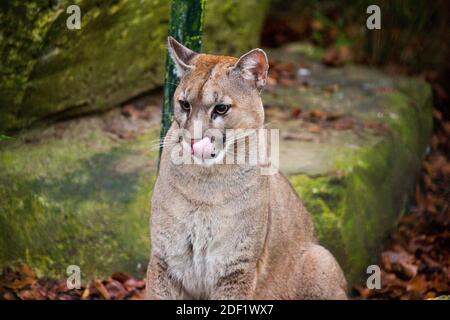 Cougar - Puma allo Zooparc di Beauval a Saint-Aignan-sur-Cher, Francia il 27 gennaio 2020. Foto di Nasser Berzane/ABACAPRESS.COM Foto Stock