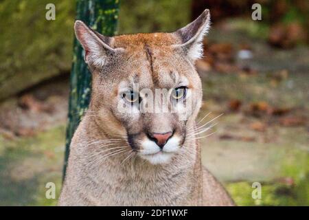 Cougar - Puma allo Zooparc di Beauval a Saint-Aignan-sur-Cher, Francia il 27 gennaio 2020. Foto di Nasser Berzane/ABACAPRESS.COM Foto Stock