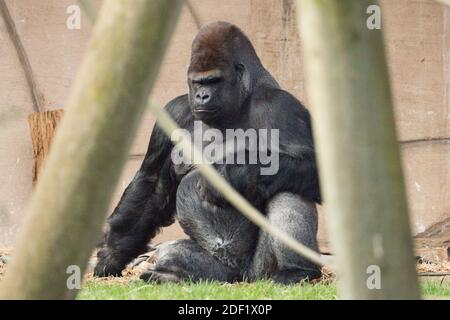 Gorilla - Gorilles allo Zooparc di Beauval a Saint-Aignan-sur-Cher, Francia il 27 gennaio 2020. Foto di Nasser Berzane/ABACAPRESS.COM Foto Stock