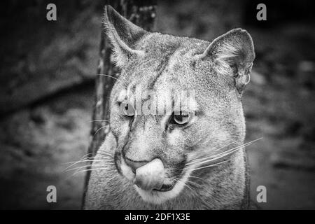 Cougar - Puma allo Zooparc di Beauval a Saint-Aignan-sur-Cher, Francia il 27 gennaio 2020. Foto di Nasser Berzane/ABACAPRESS.COM Foto Stock