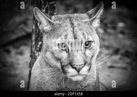 Cougar - Puma allo Zooparc di Beauval a Saint-Aignan-sur-Cher, Francia il 27 gennaio 2020. Foto di Nasser Berzane/ABACAPRESS.COM Foto Stock