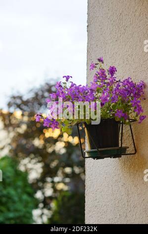 Un colpo verticale di un fiore viola in una pentola fissato a una parete Foto Stock