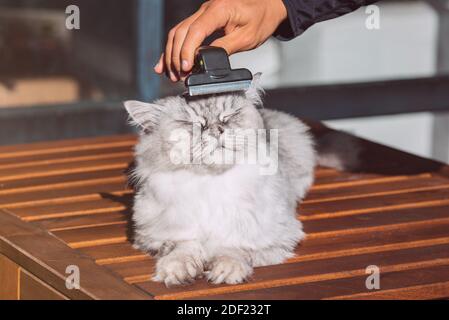 Uomo che combatte il suo bel gatto grigio con FURminatoror grooming tool. Cura degli animali domestici, cura della cura. Cat adora essere spazzolato Foto Stock