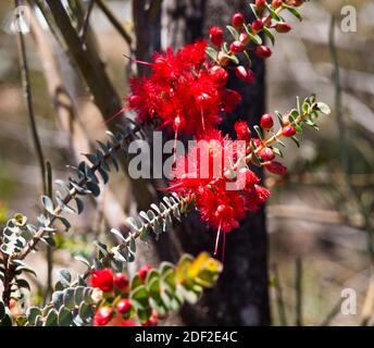 Closeup di fiori di piuma scarlatto (Verticordia grandis) fiori selvatici sulla riva della strada vicino Moora, Australia occidentale. Foto Stock