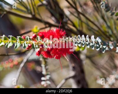 Closeup di fiori di piuma scarlatto (Verticordia grandis) fiori selvatici sulla riva della strada vicino Moora, Australia occidentale. Foto Stock