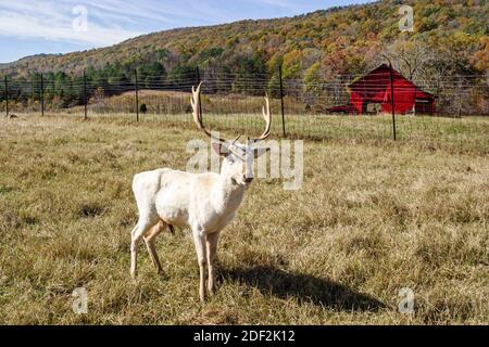 Alabama Valley Head Sequoyah Caverns White Fallow Deer, formiche Lookout Mountain, Foto Stock