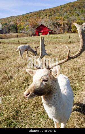 Alabama Valley Head Sequoyah Caverns White Fallow Deer, formiche Lookout Mountain, Foto Stock