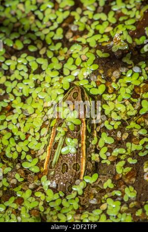 Adult Plains Leopard Frog (Lithobates blairi) si nasconde tra le alghe verdi in paludi cattatil palude, Castle Rock Colorado USA. Foto Stock