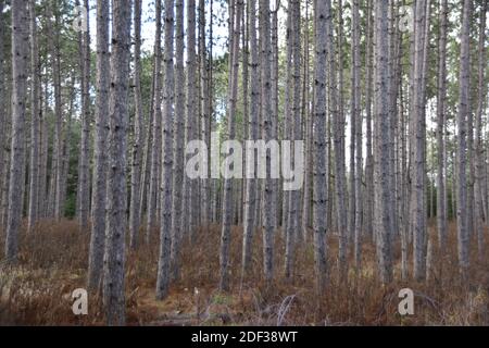 Foreste boscose catturate in natura Foto Stock