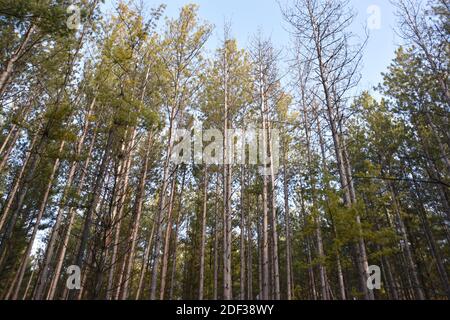 Foreste boscose catturate in natura Foto Stock