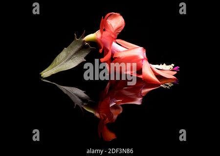 Un primo piano studio foto di un fiore di cactus di Natale su una superficie riflettente bacl. Foto Stock