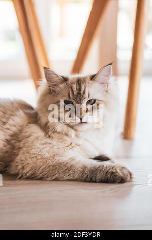 Un closeup verticale colpo di un gatto carino fissando a. la macchina fotografica mentre si trova sul pavimento di legno Foto Stock