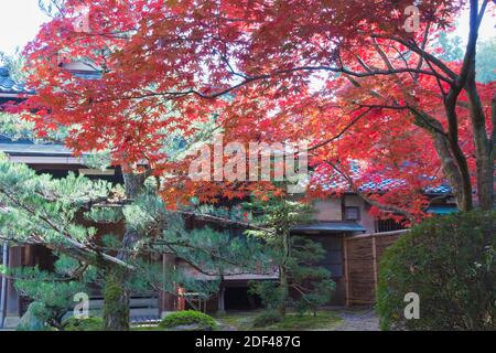 Kyoto, Giappone - colore delle foglie autunnali al Tempio di Ikkyuji (Shuon-an) a Kyotanabe, Kyoto, Giappone. Foto Stock