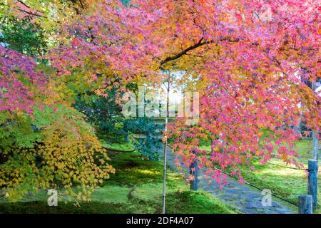 Kyoto, Giappone - colore delle foglie autunnali al Tempio di Ikkyuji (Shuon-an) a Kyotanabe, Kyoto, Giappone. Foto Stock