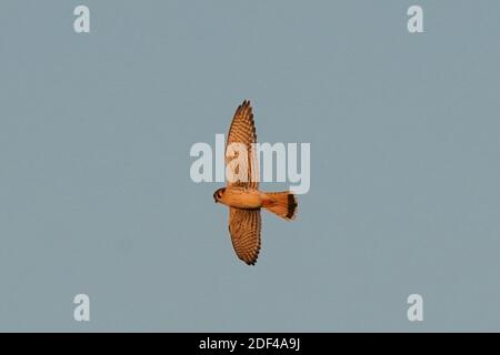 Donna Kestrel in volo alla luce della sera Foto Stock