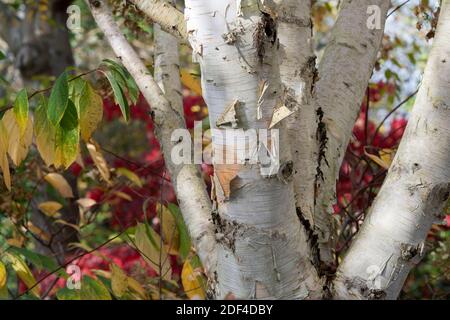 Betula utilis jacquemontii. La corteccia dell'albero di betulla dell'Himalaya occidentale n autunno Foto Stock