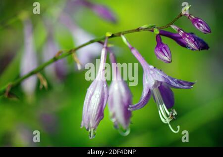 Dettaglio di Hosta Foto Stock